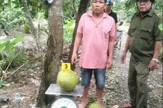 Trộm 2 quả mít, Lê Hoàng Lợi bị khởi tố
