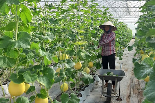 Ngành nông sản Việt Nam cần cơ cấu phát triển theo hướng bền vững