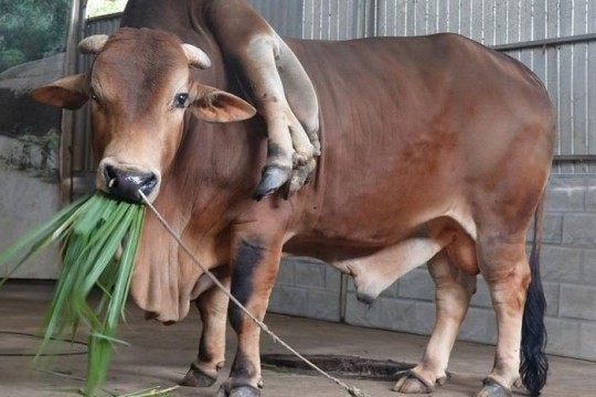 Con bò 'độc nhất vô nhị' ở Thanh Hóa, được trả gần 6 tỷ đồng nhưng chủ nhân không bán