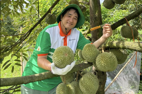 Giảm ăn hàng Thái, chỉ 1 tháng Trung Quốc vung 16.000 tỷ mua ‘vua trái cây Việt’