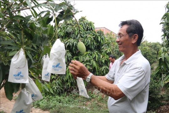 Đưa trái xoài vươn ra biển lớn - Bài 1: Nâng giá trị nông sản Việt