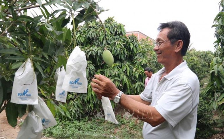Đưa trái xoài vươn ra biển lớn - Bài 1: Nâng giá trị nông sản Việt