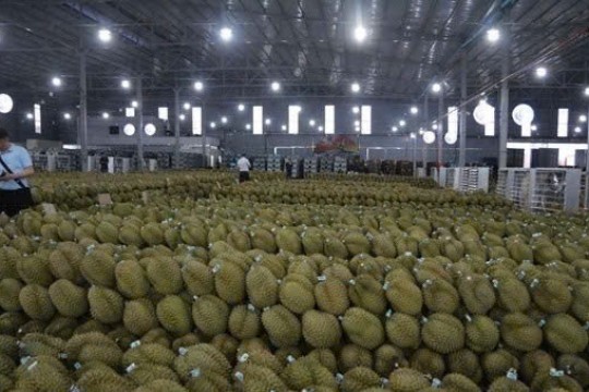 Sầu riêng Việt trước bài học lớn